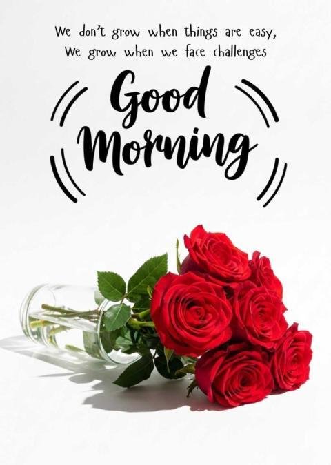Beautiful roses with good morning quotes