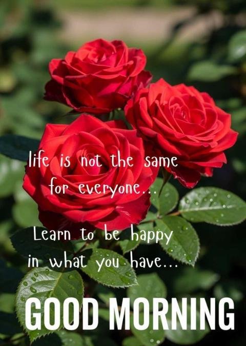 Good morning quote with rose flowers