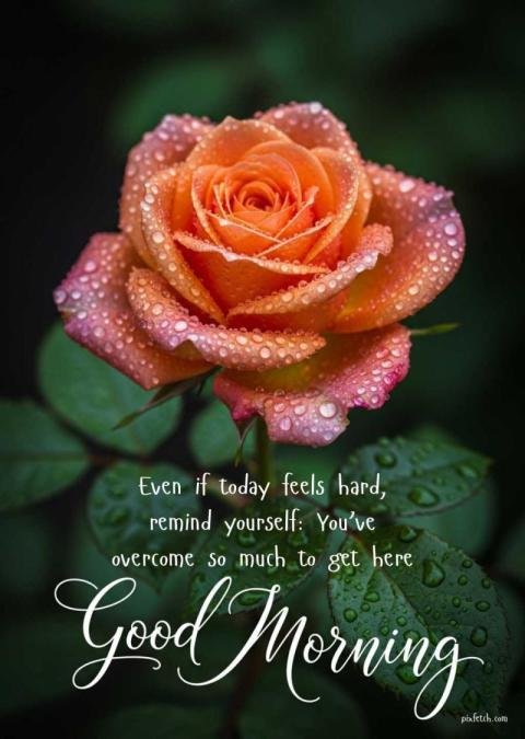 Good morning quotes with rose flower