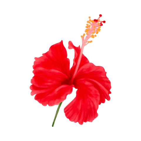 A beautiful red hibiscus flower