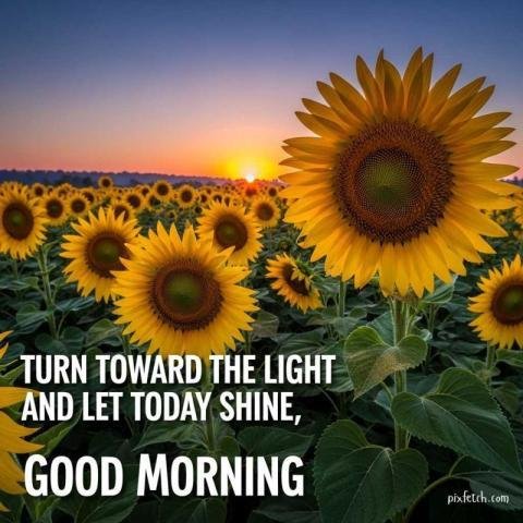 A beautiful sunset over a field of sunflowers and good morning